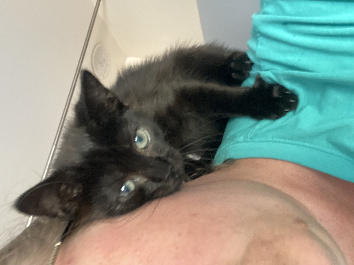 Adoption Tarzan