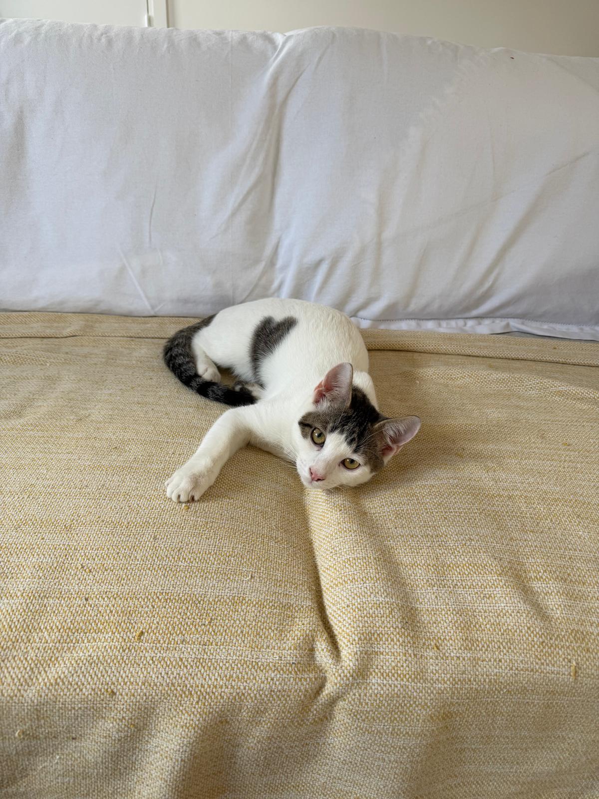 Adoption Ado