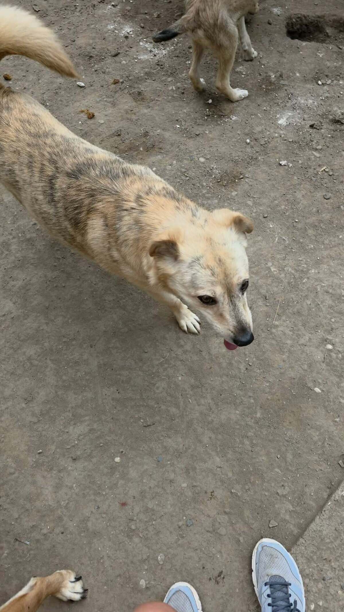 Adoption Cream