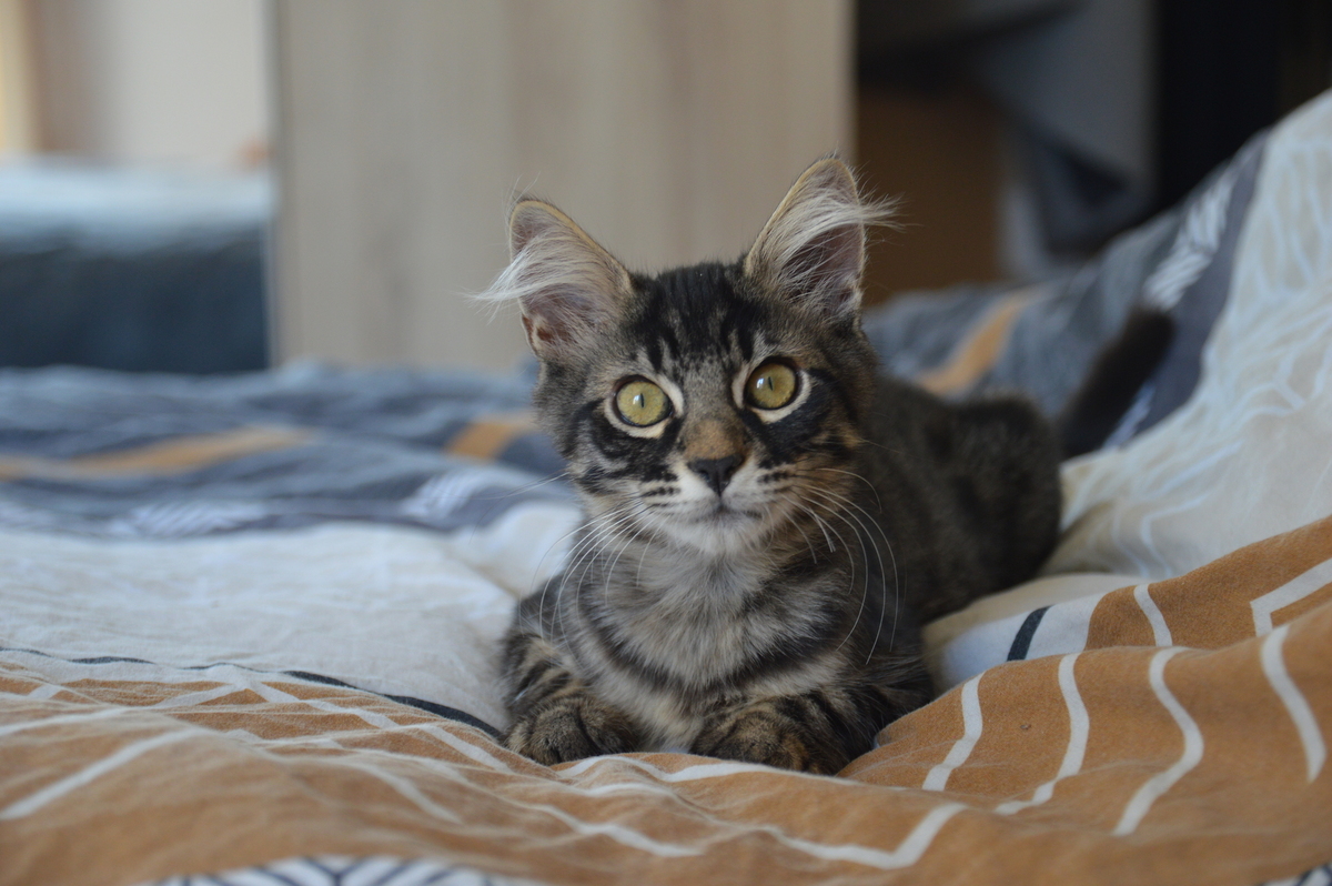 Adoption KYROS ET HAYAKI