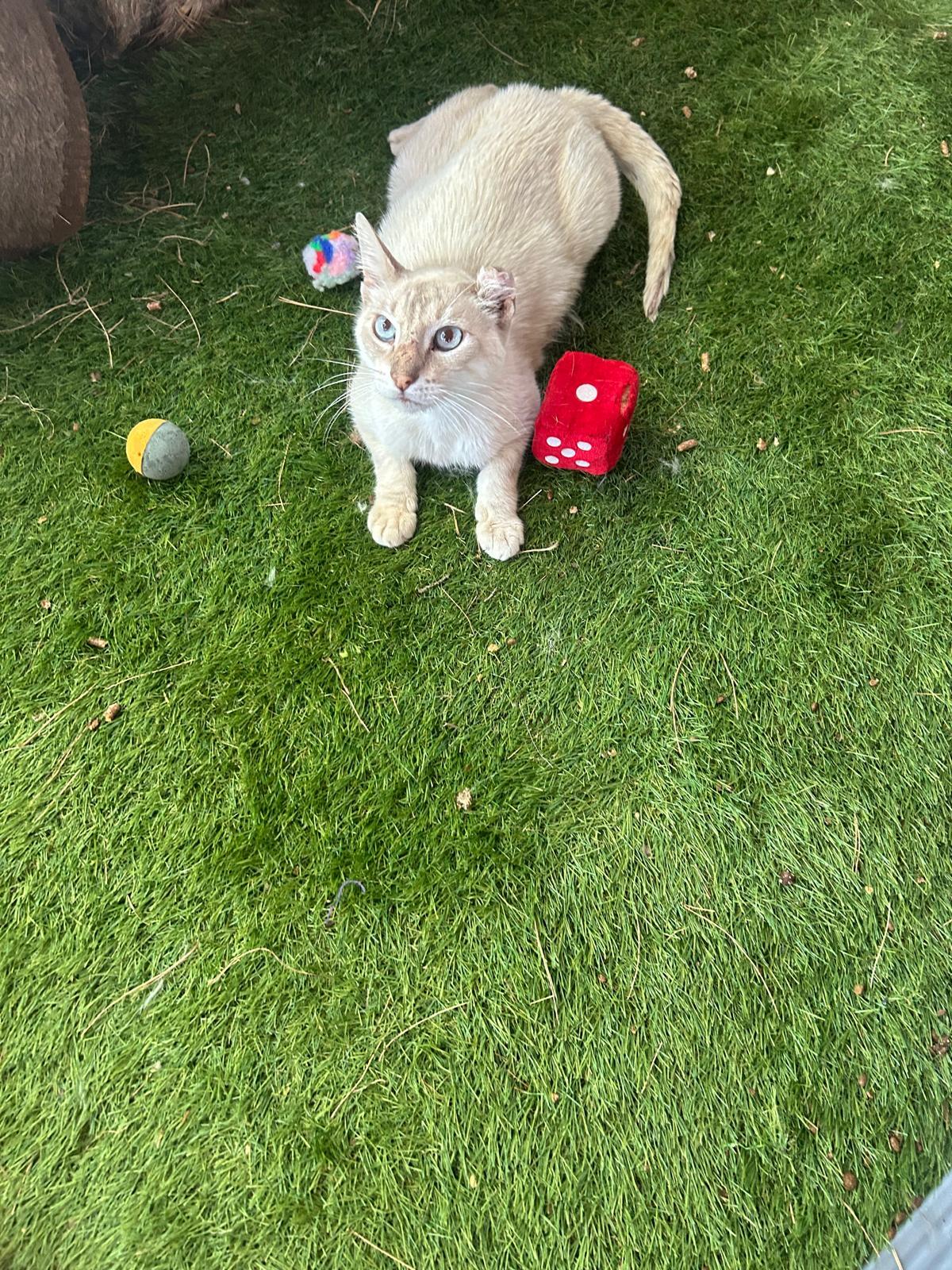 Adoption Polo