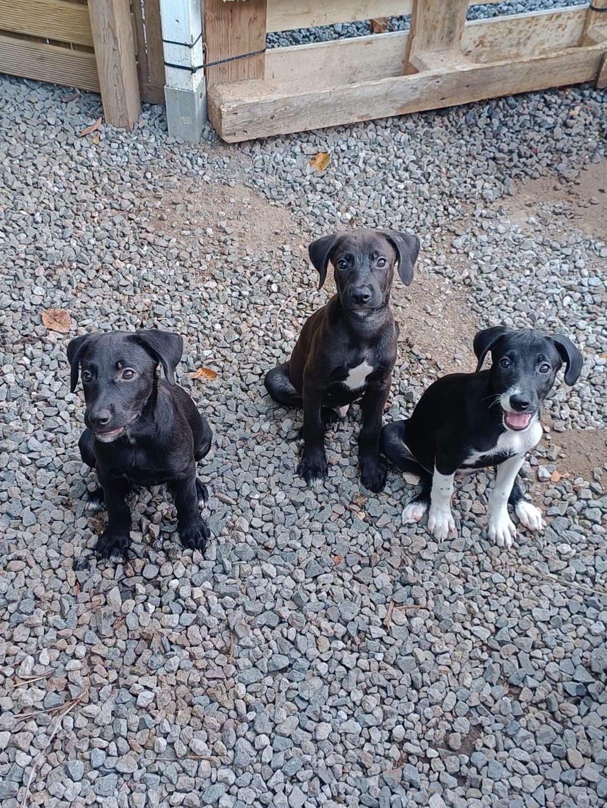 Adoption Frimousse