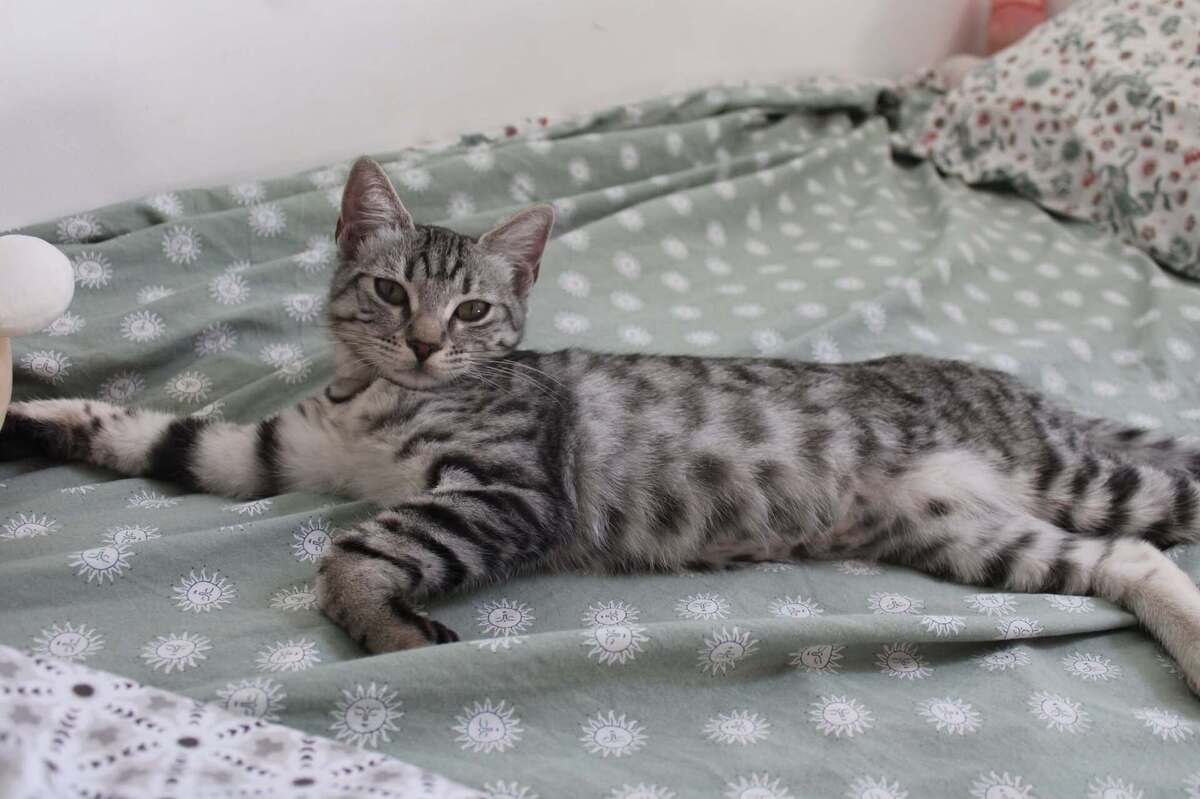 Adoption ETINCELLE