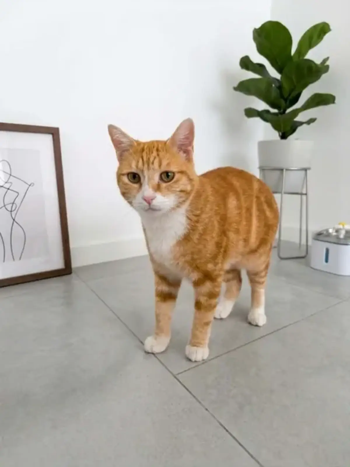 Adoption Paulo