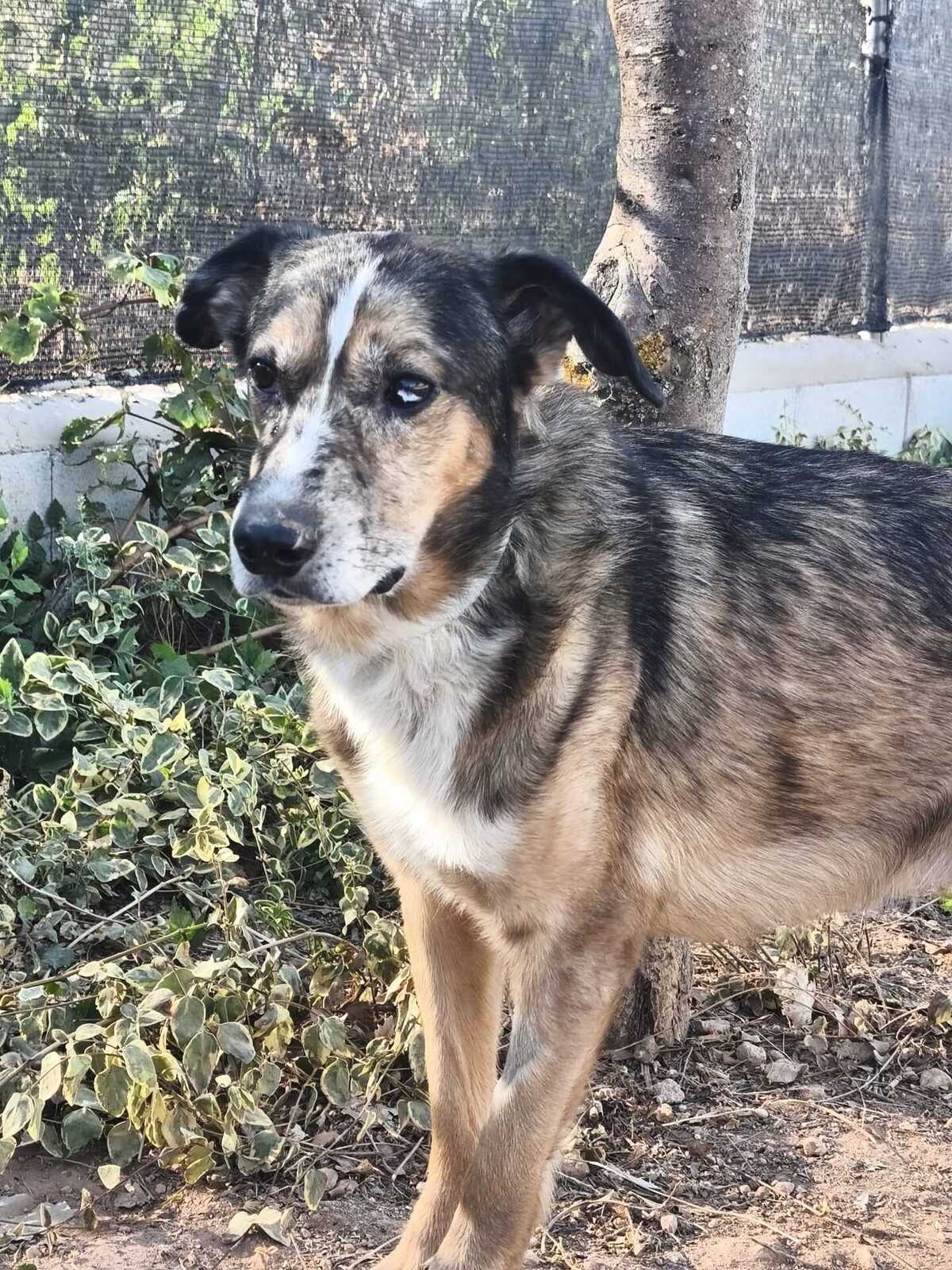 Adoption Ligero