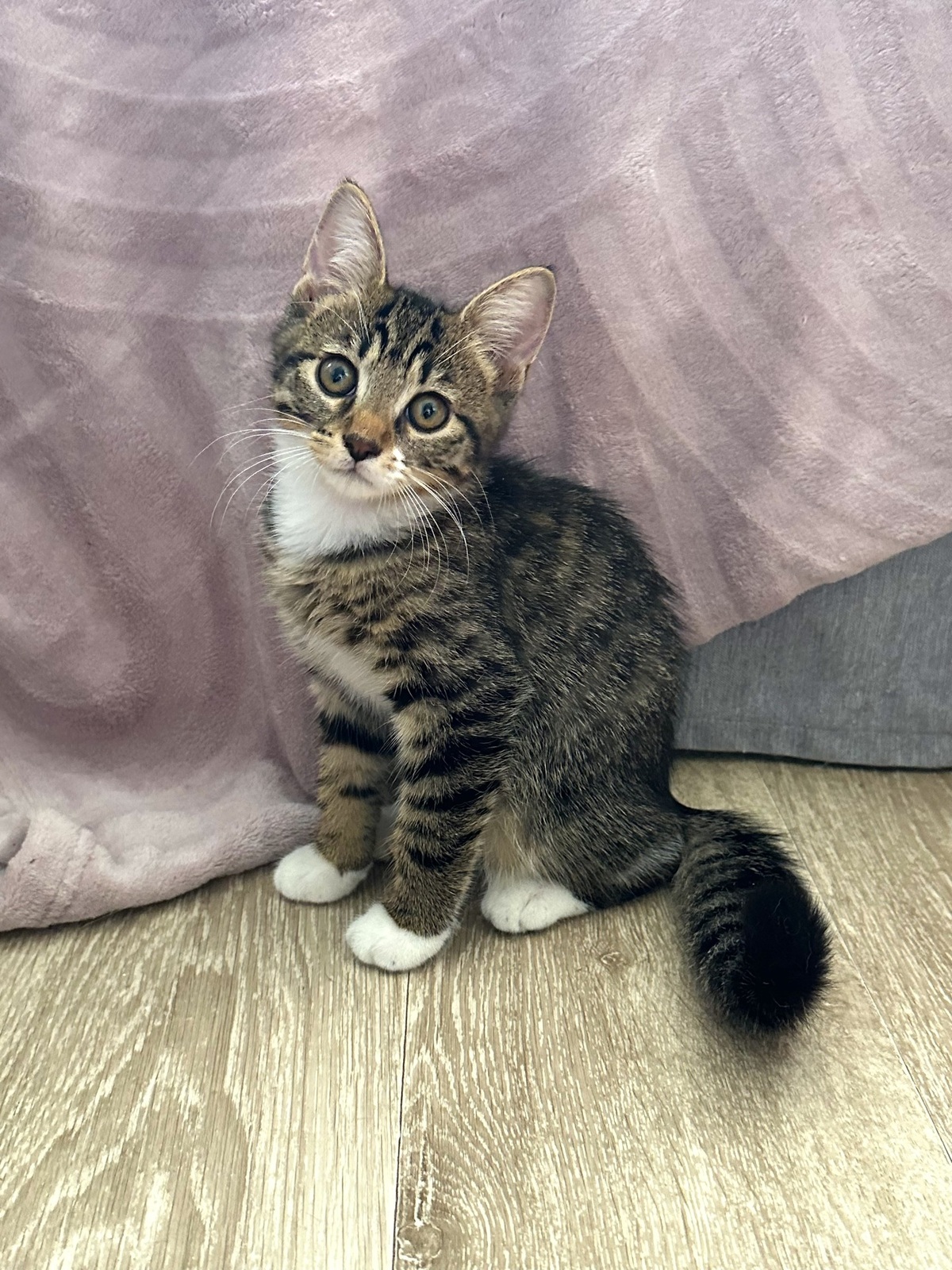 Adoption Buffy