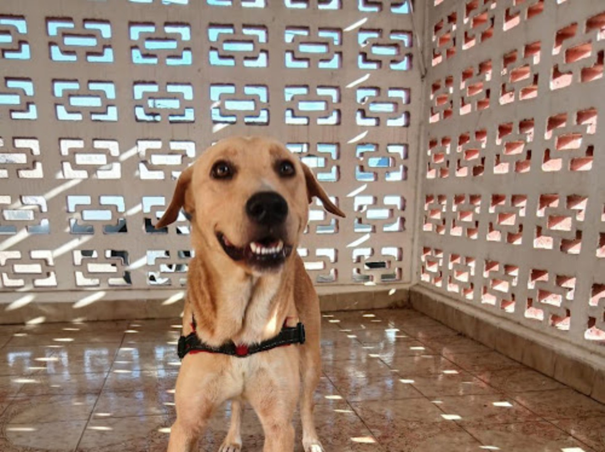 Adoption Kiko