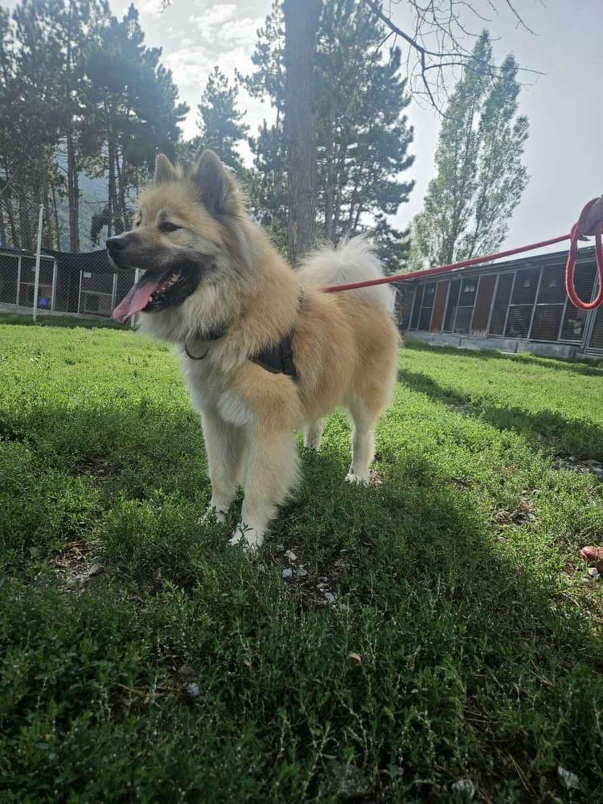 Adoption Evo