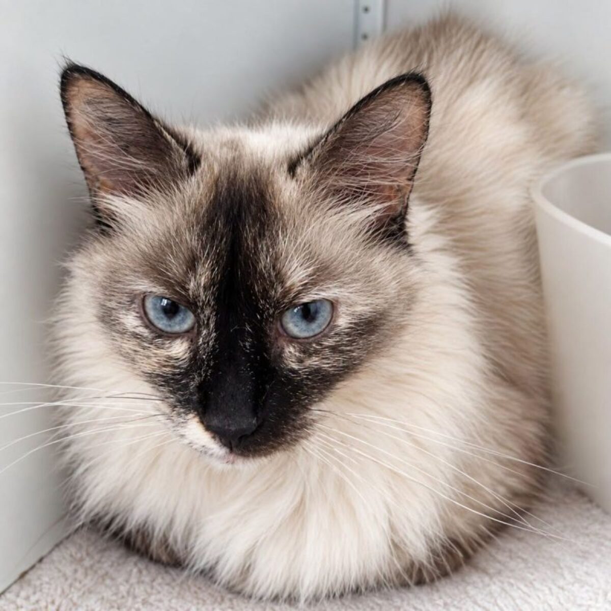 Adoption Athéna 