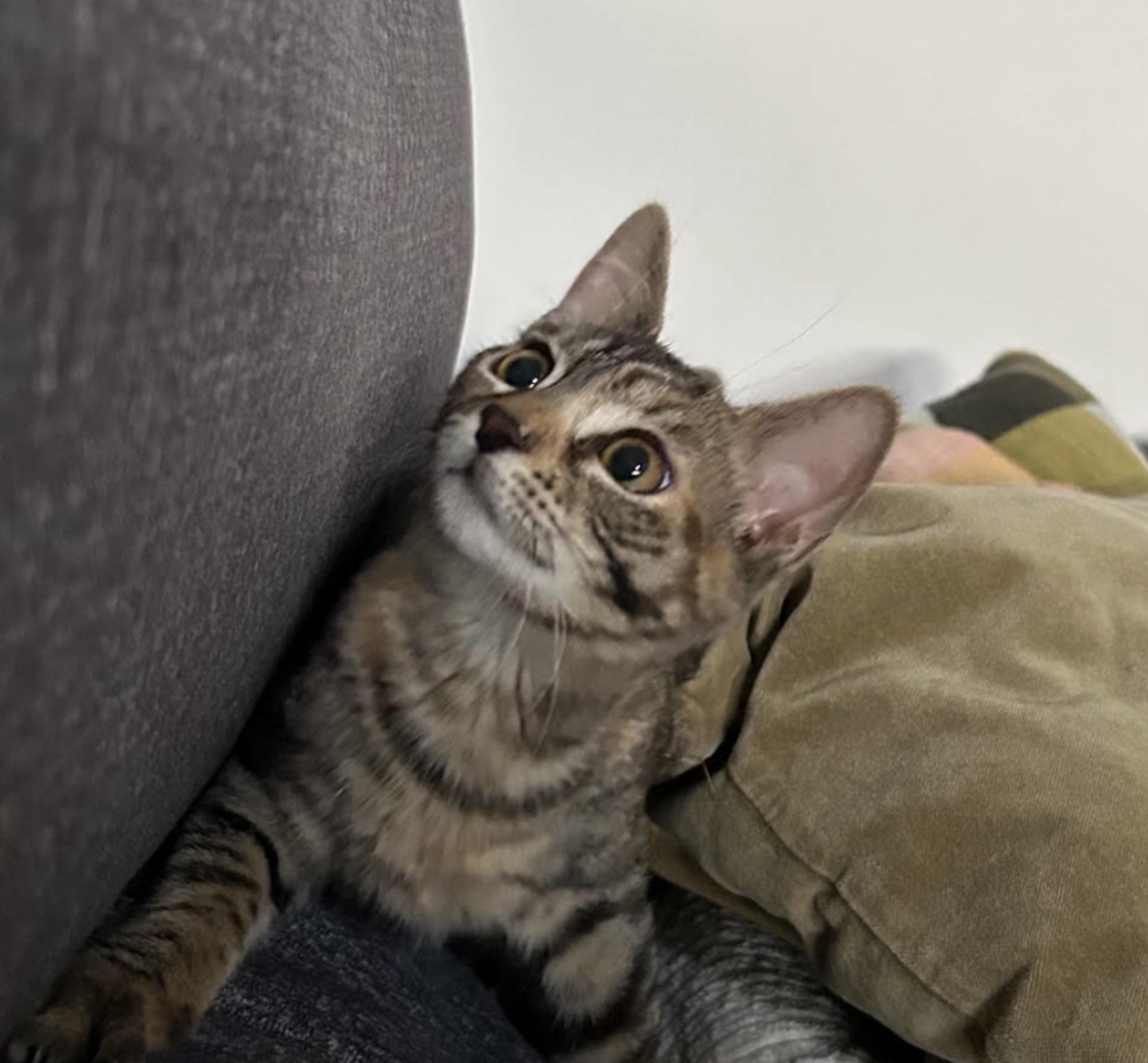 Adoption BARBALALA