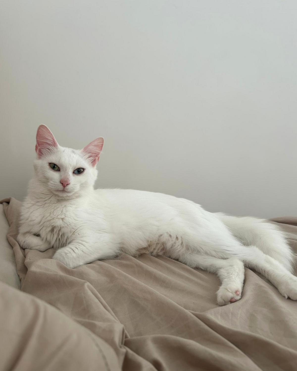 Adoption Kira
