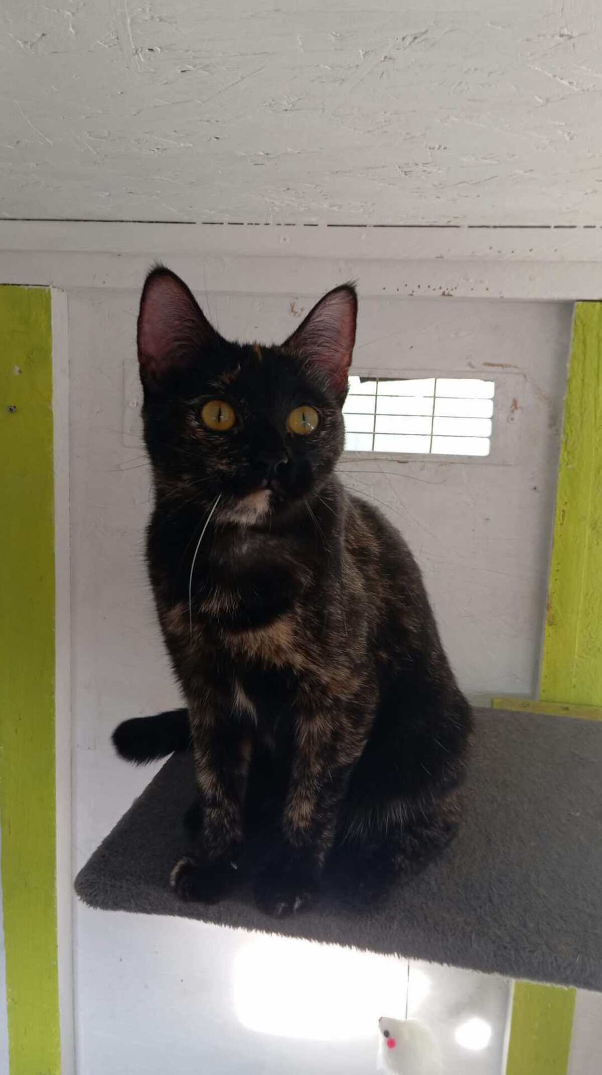 Adoption EMMA