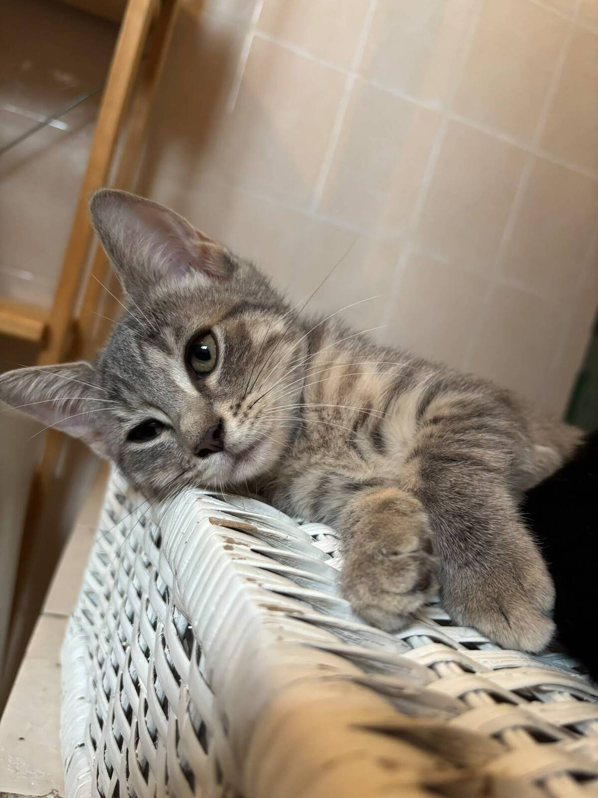 Adoption Kimi