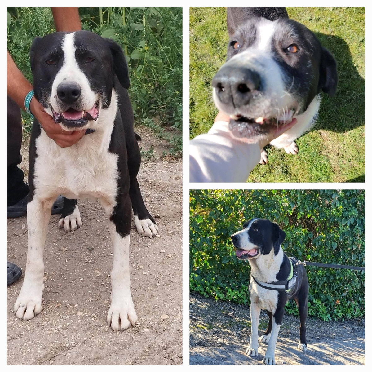Adoption Yang
