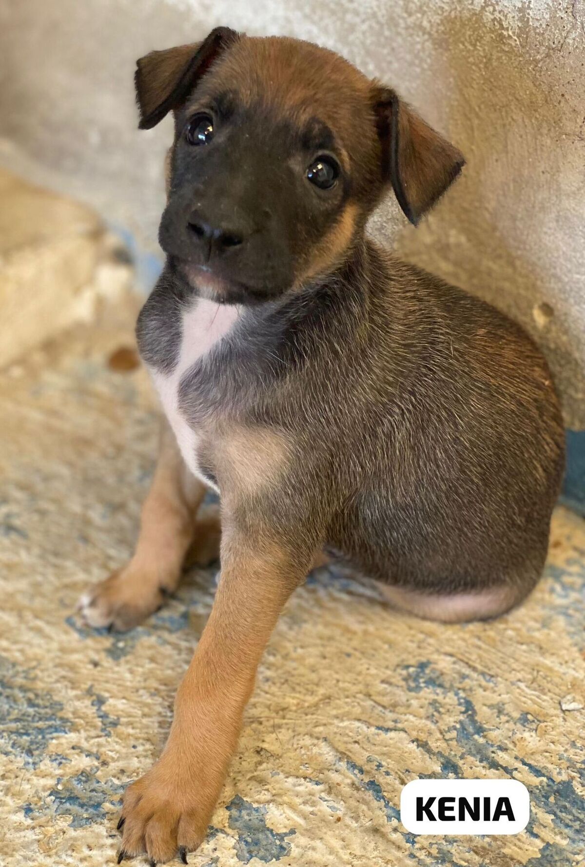 Adoption Kenia