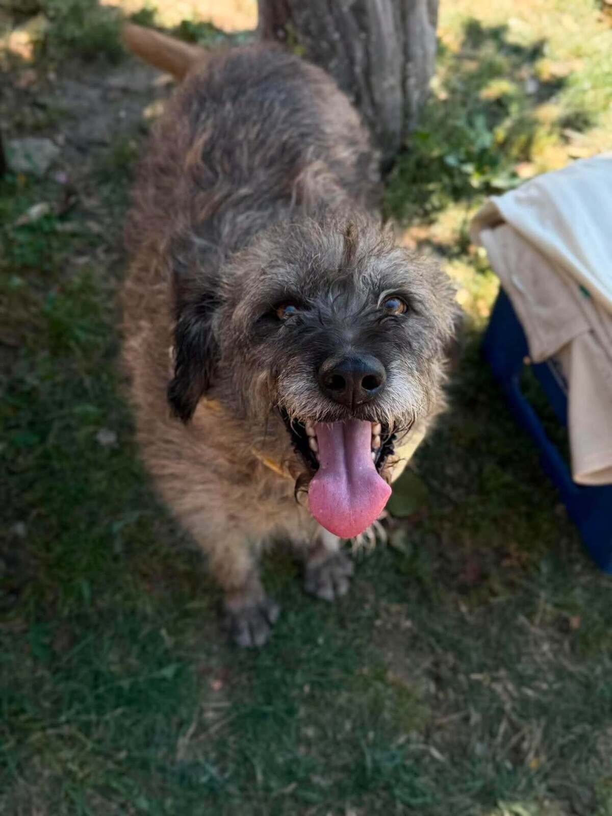 Adoption Frisette
