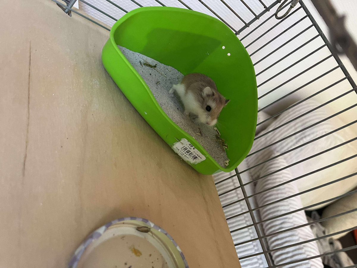 Adoption Dobby