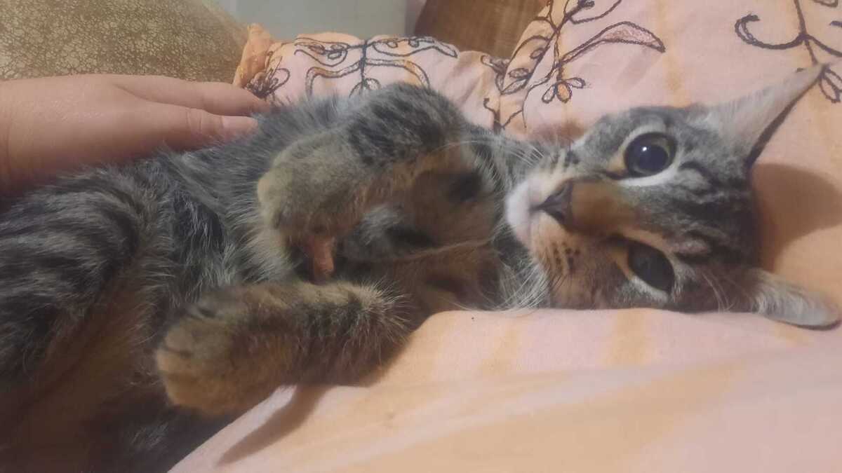 Adoption Baya