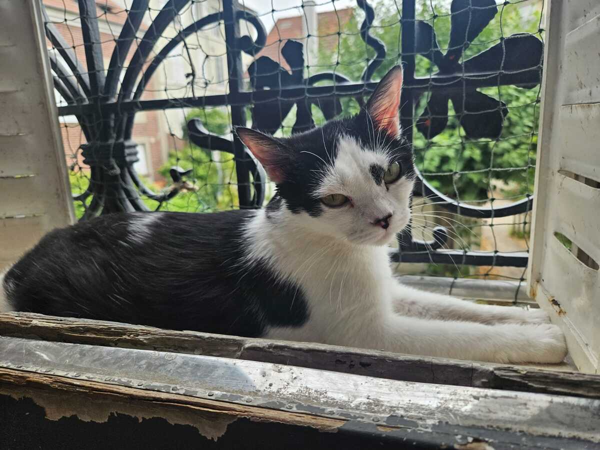 Adoption Aryna