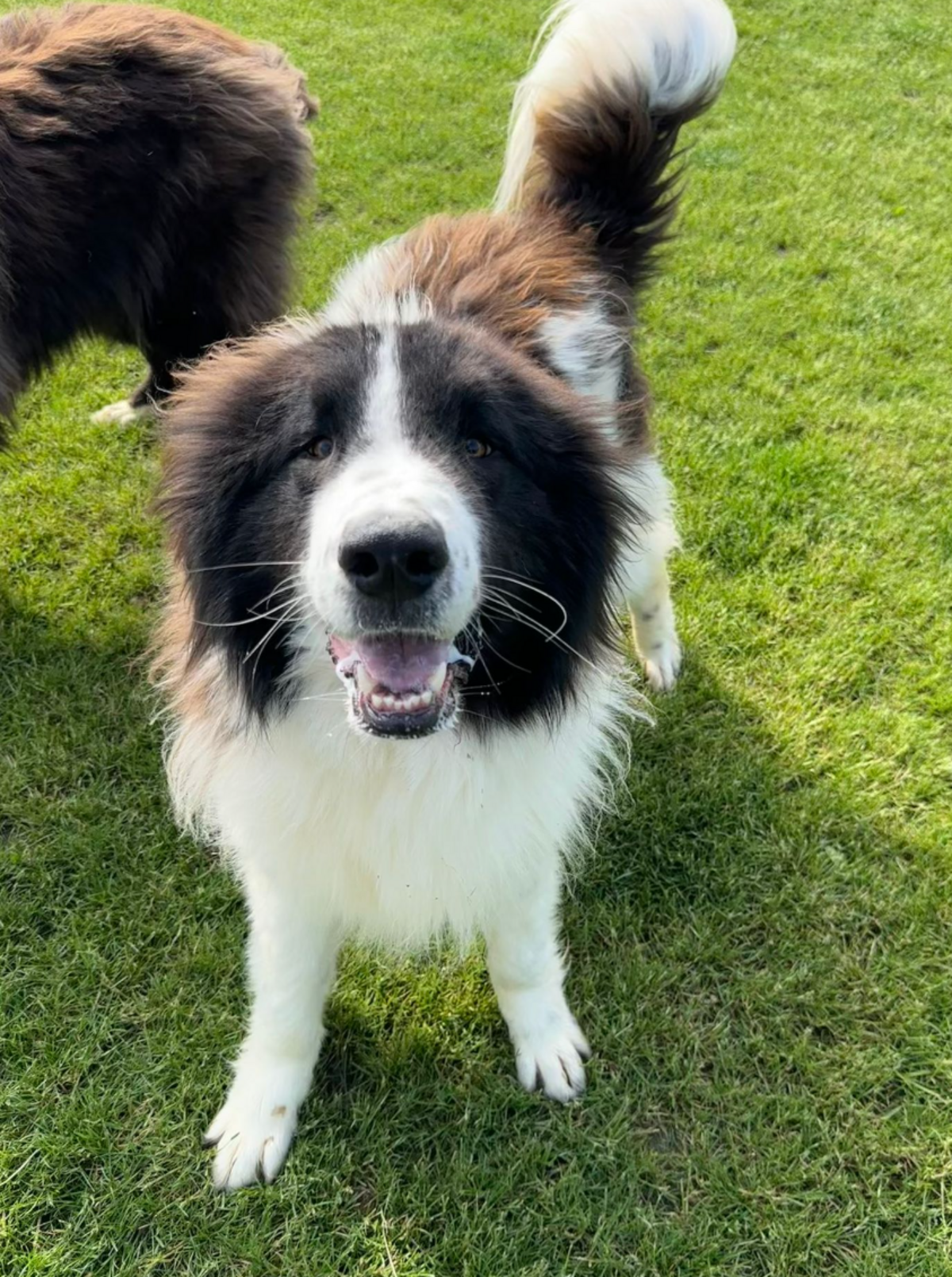 Adoption Scruffy