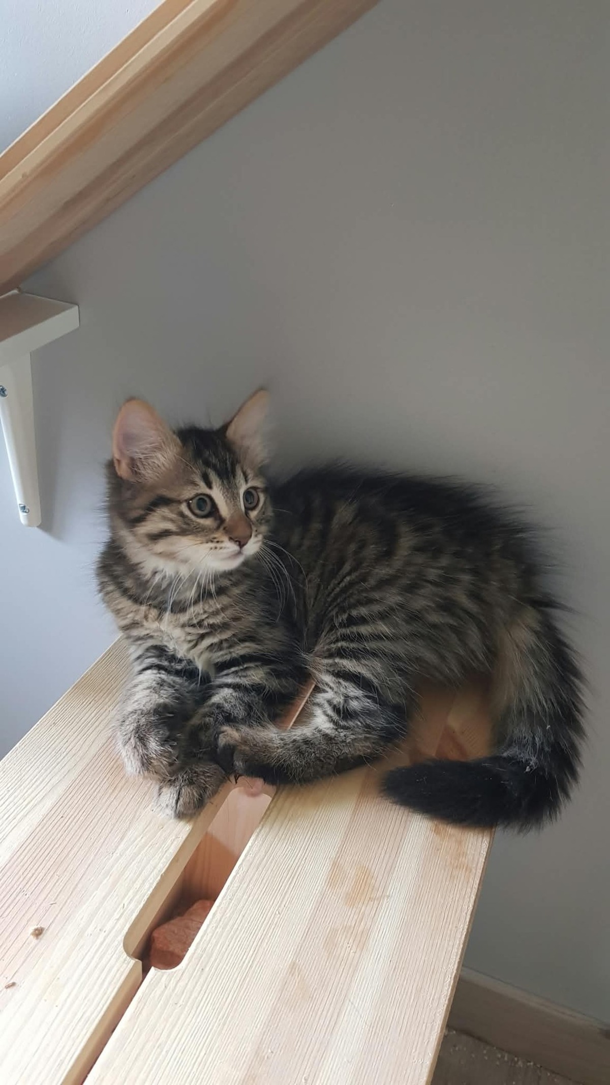 Adoption Balisto