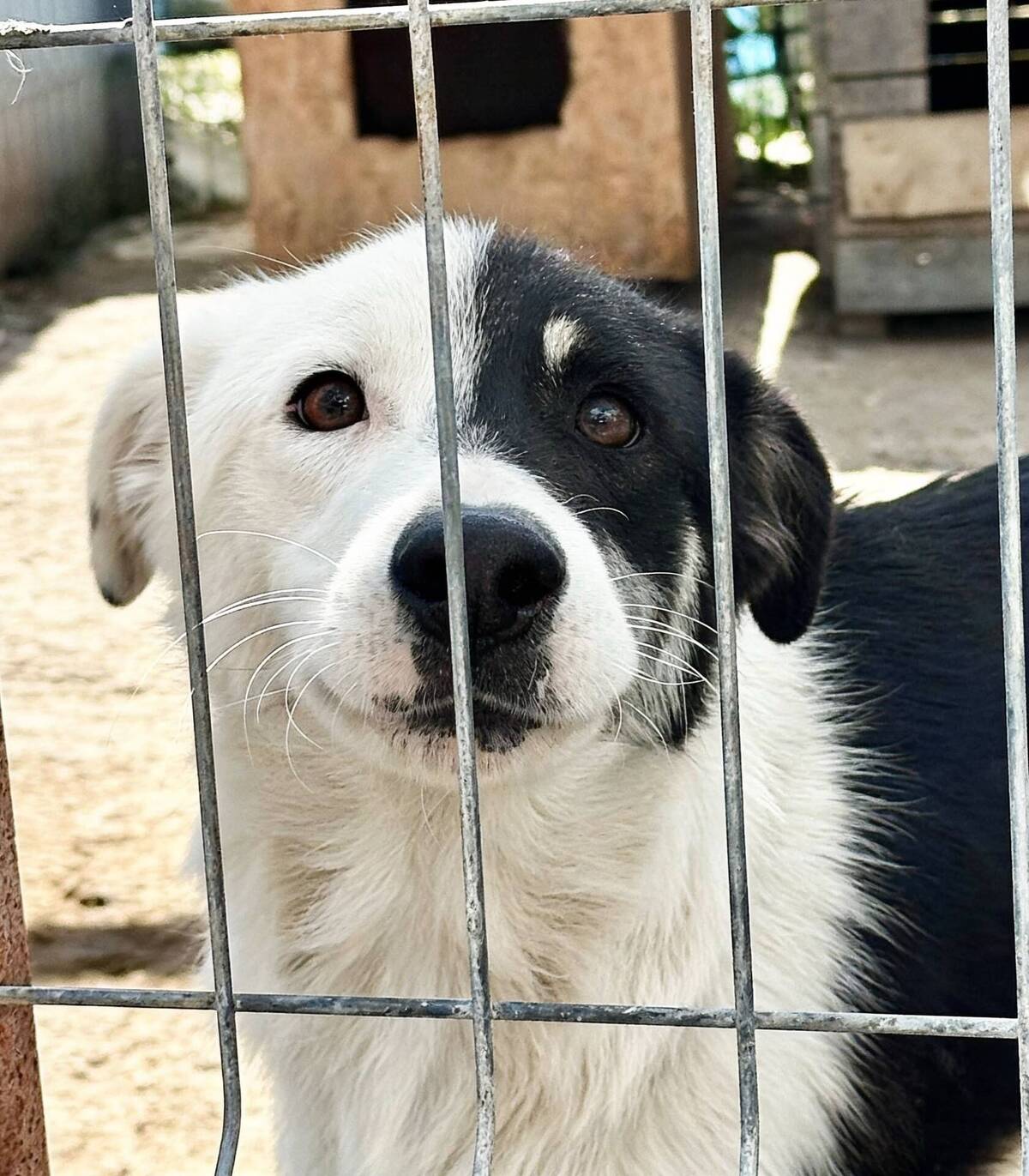 Adoption Flossie