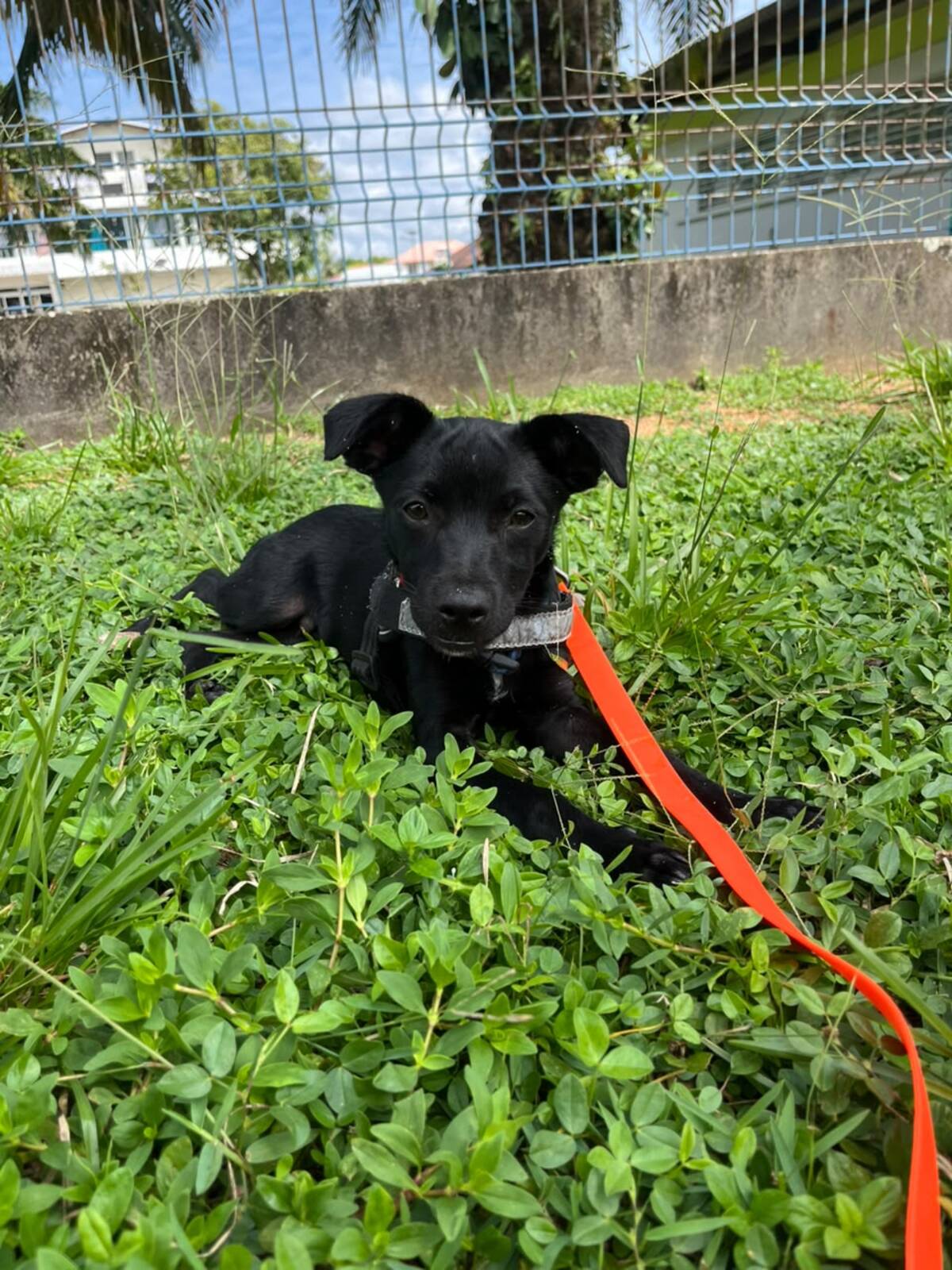Adoption Ono