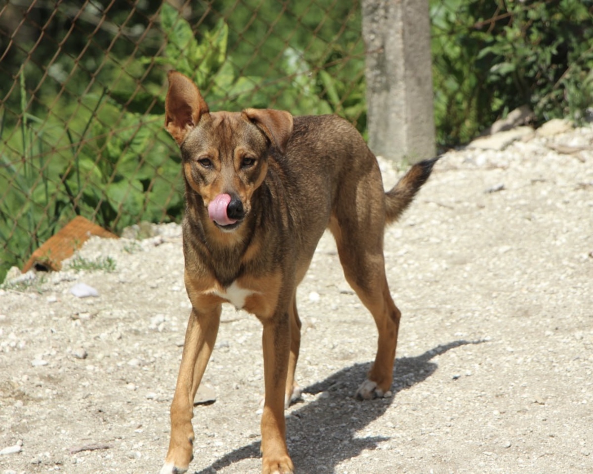 Adoption Luniz