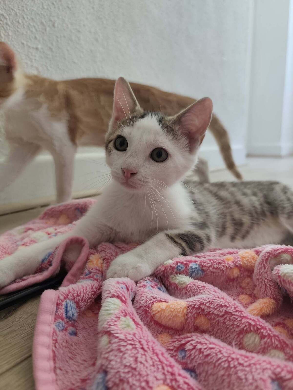 Adoption Brigand
