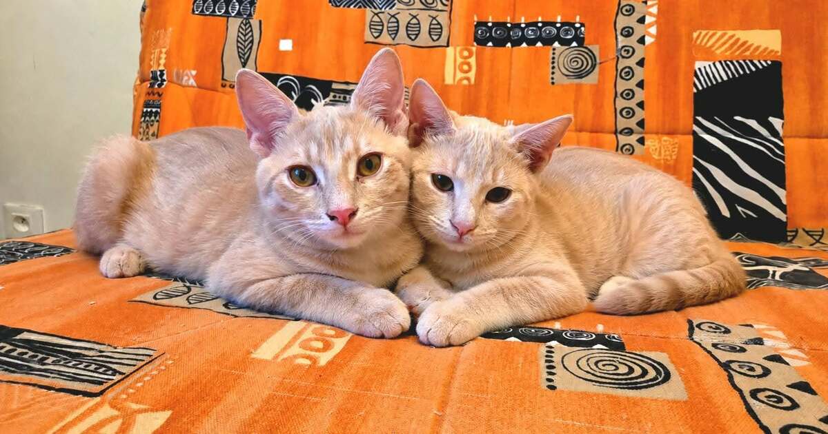 Adoption Tao et Osis