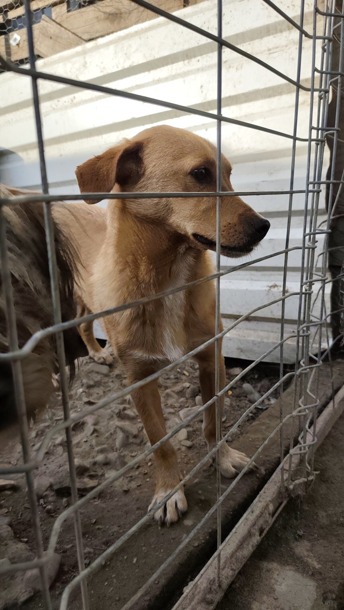 Adoption Noro