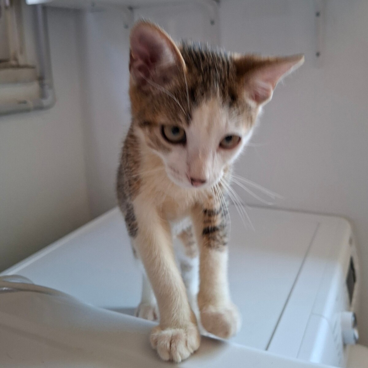Adoption BOURDON