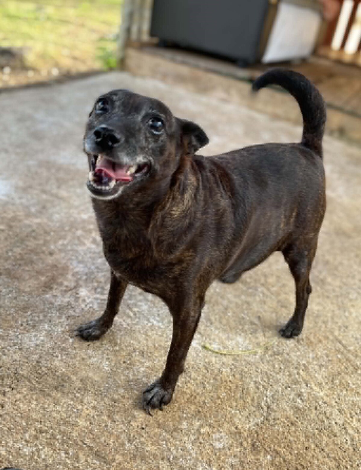 Adoption Naya