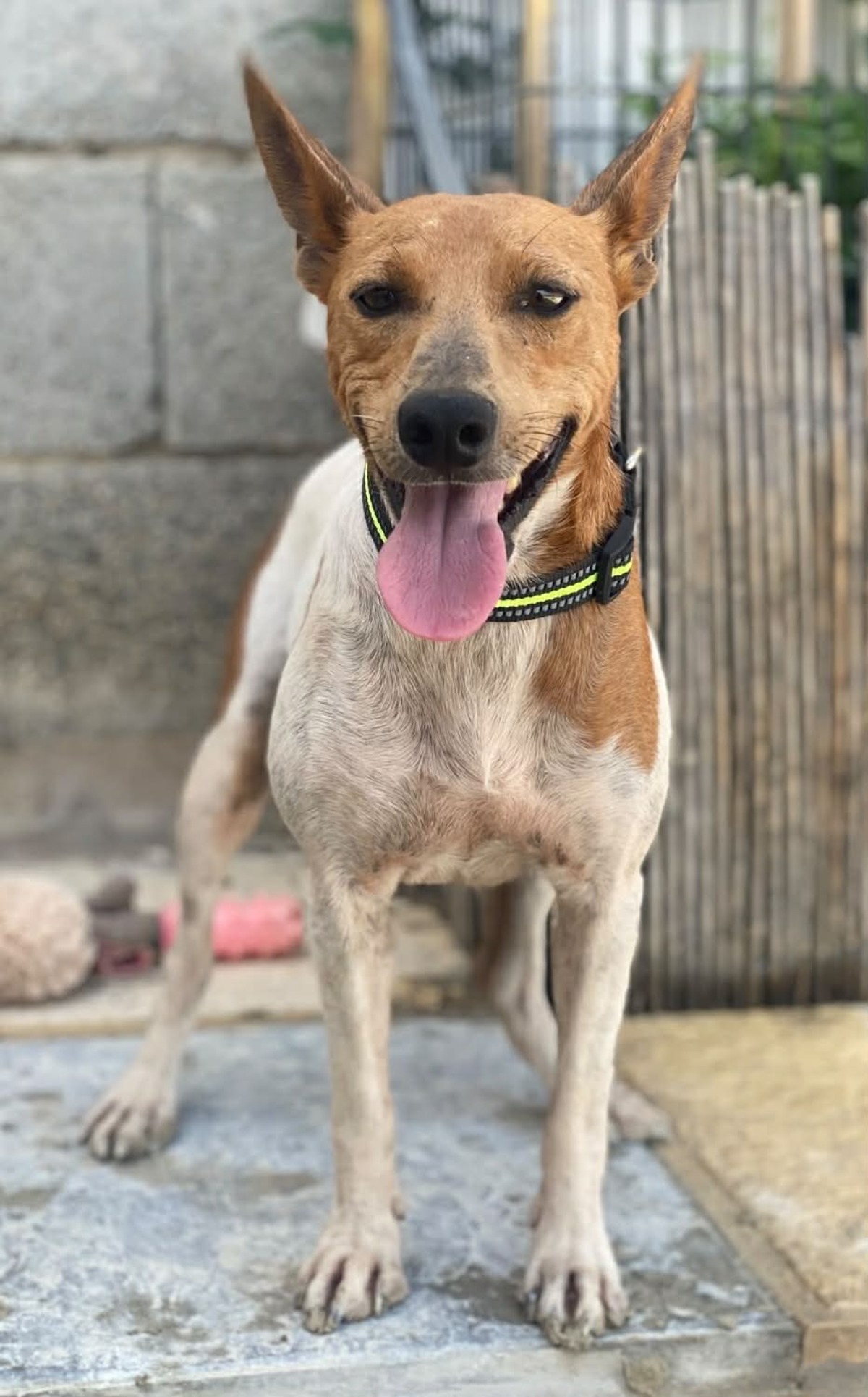 Adoption Peter pan 