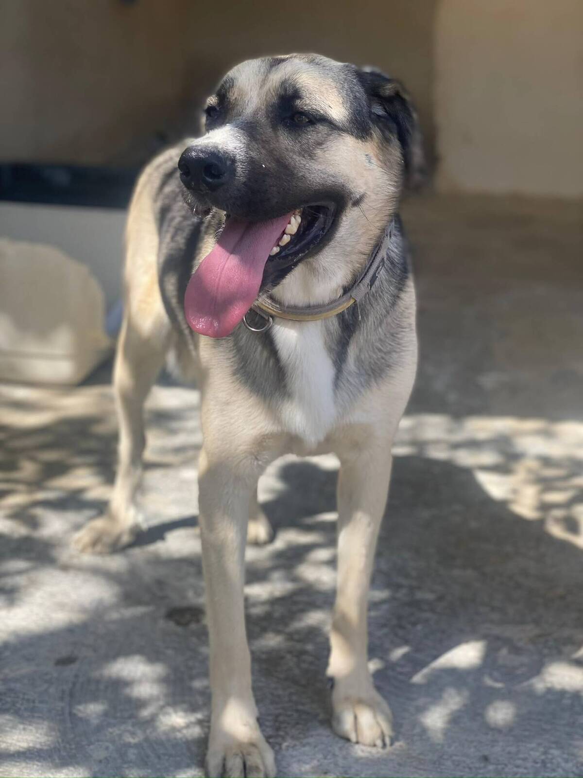 Adoption Poppy