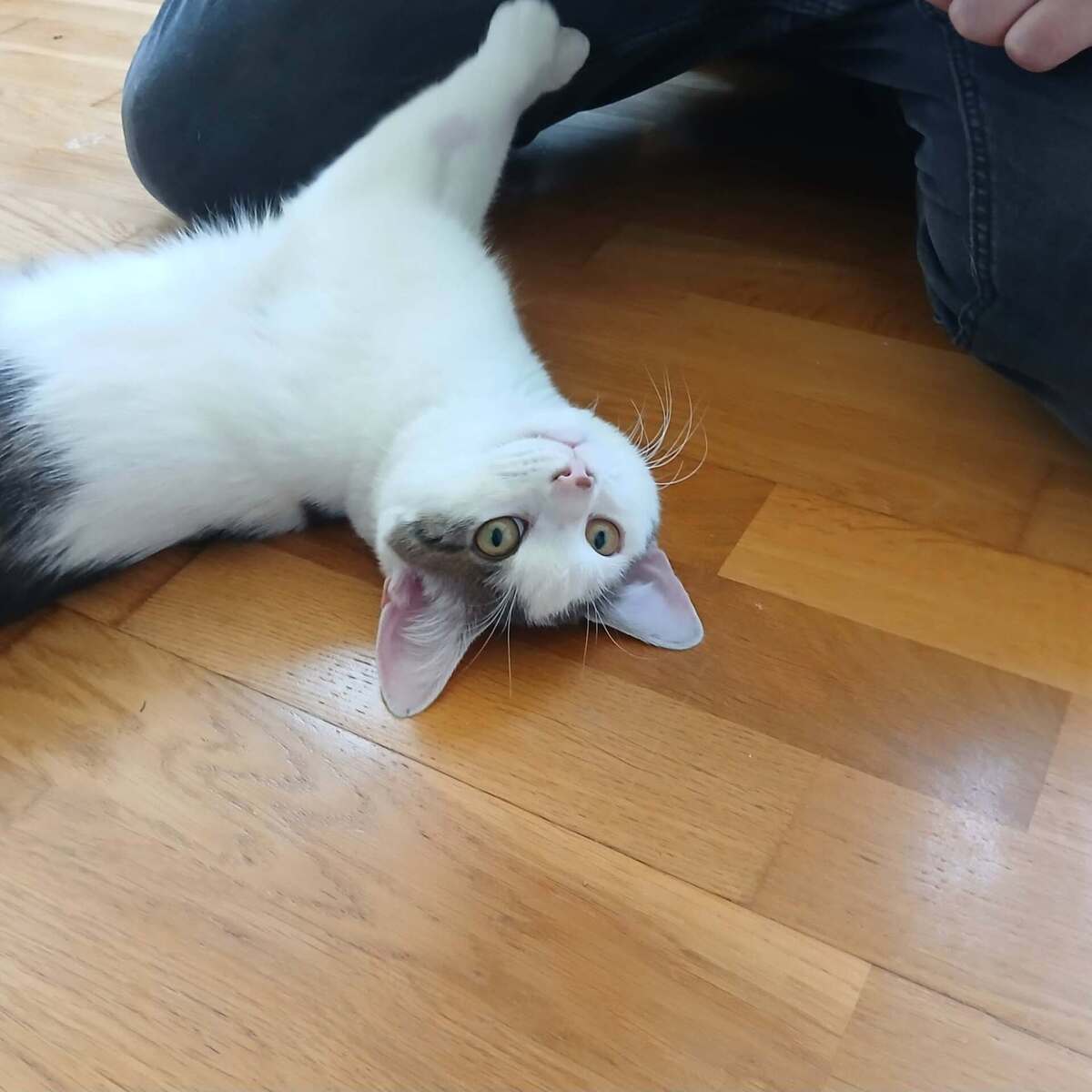 Adoption Jean