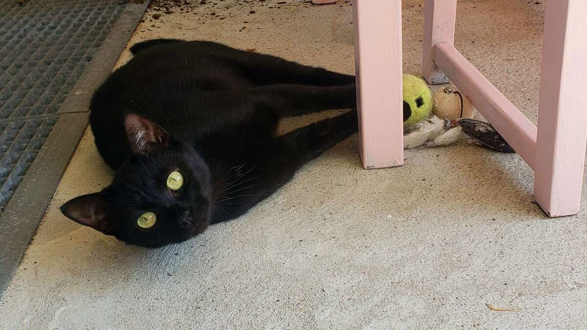 Adoption Mitzika 