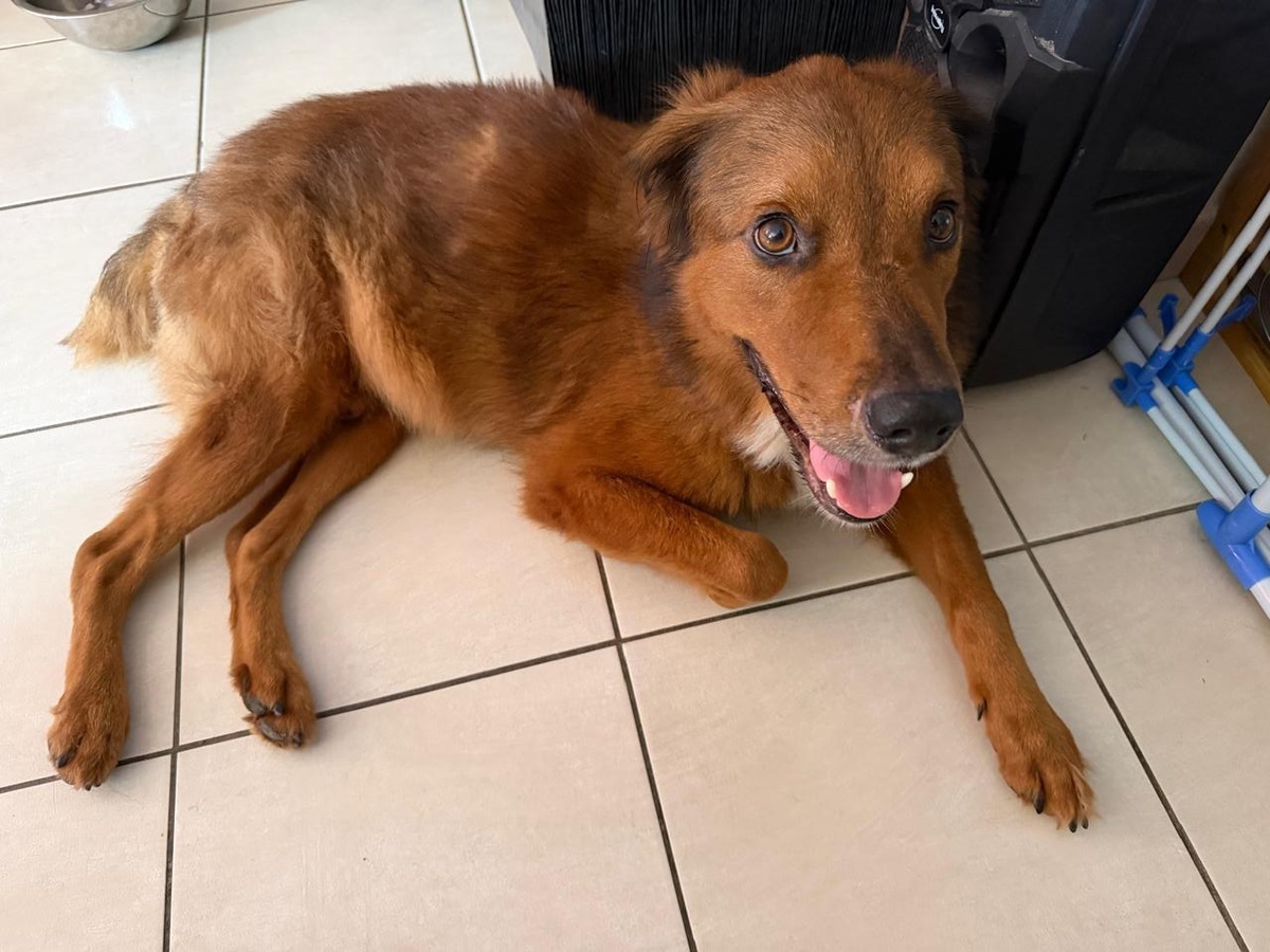 Adoption Sweety