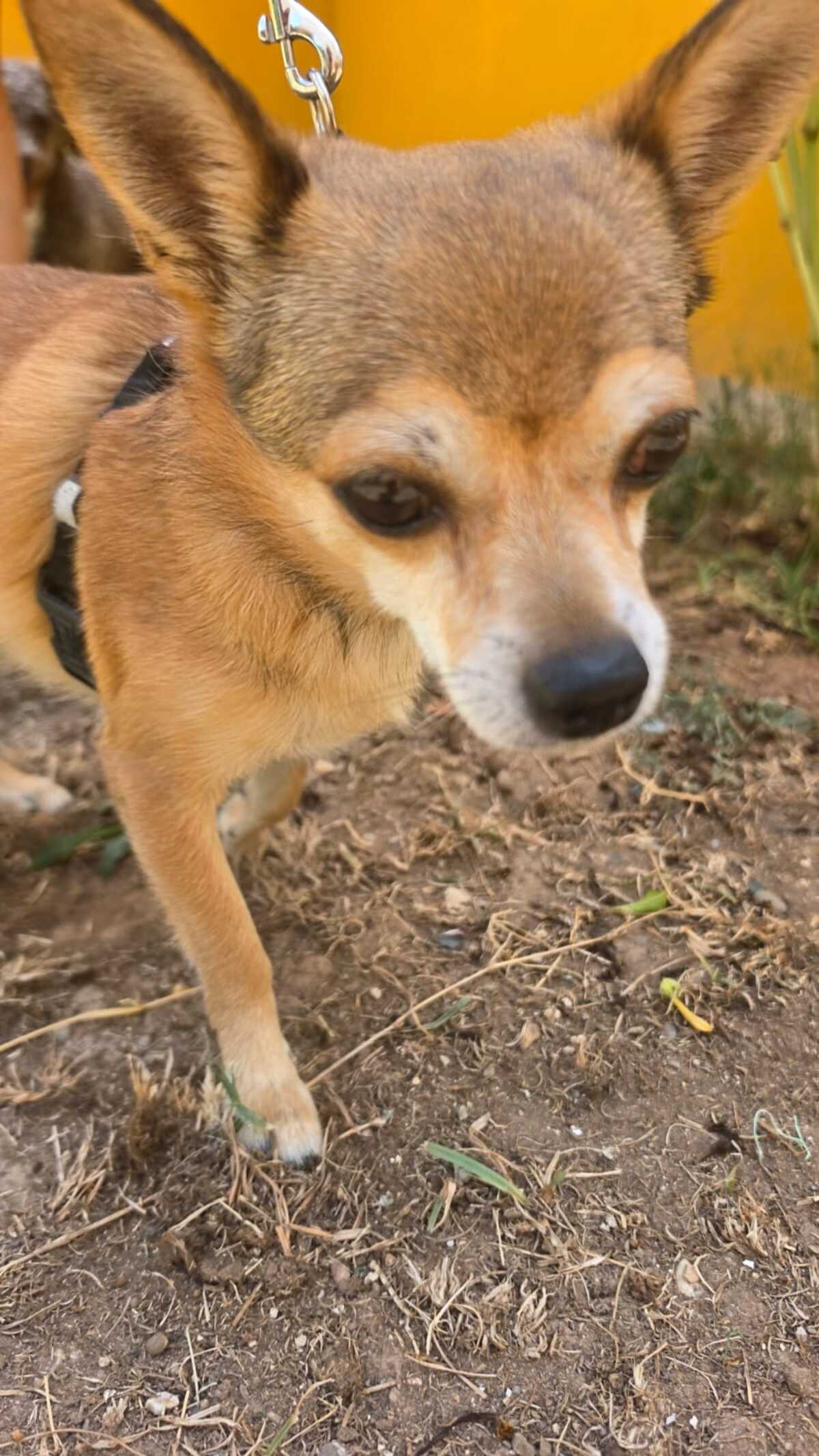 Adoption Ziro