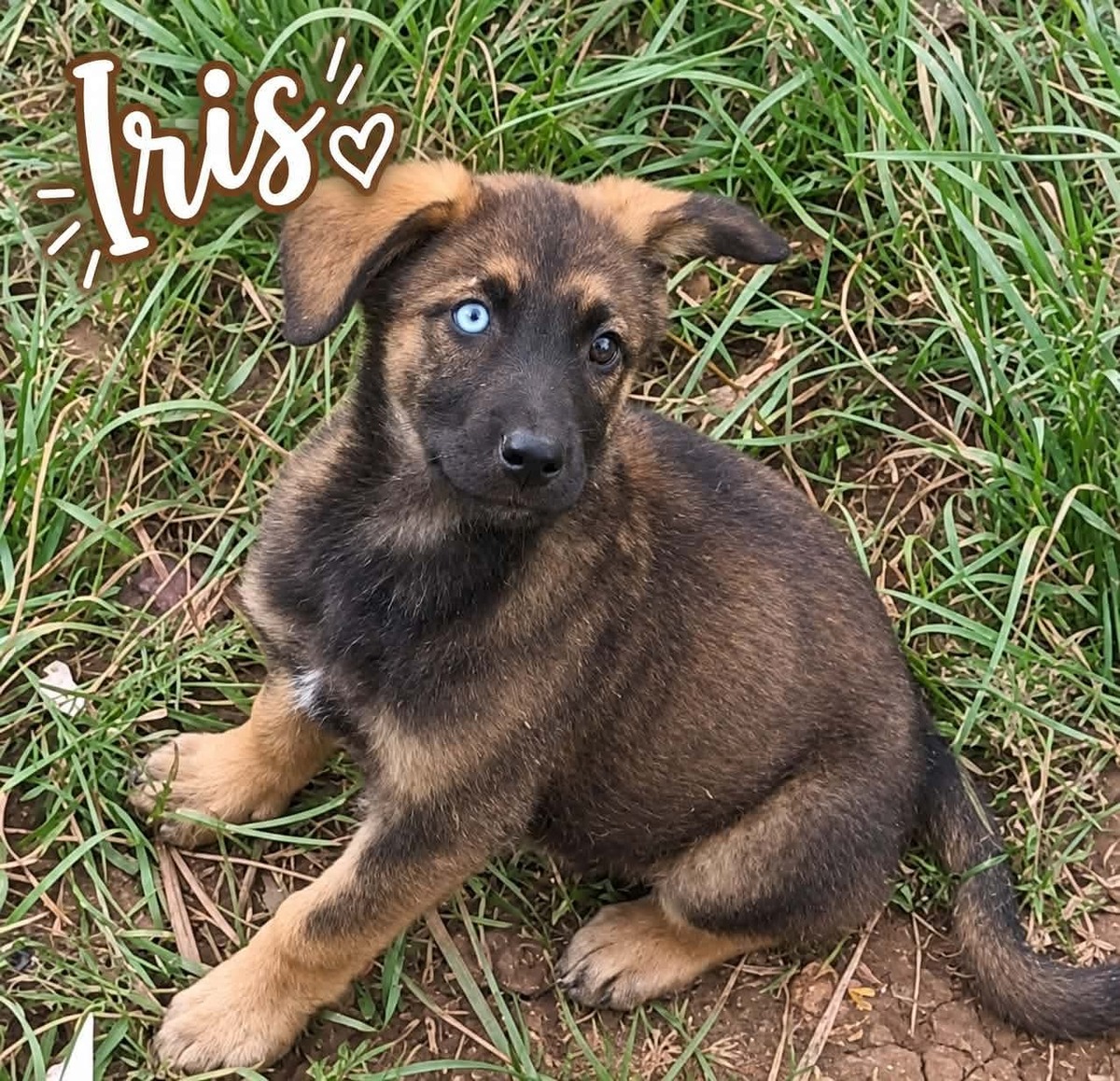 Adoption Iris