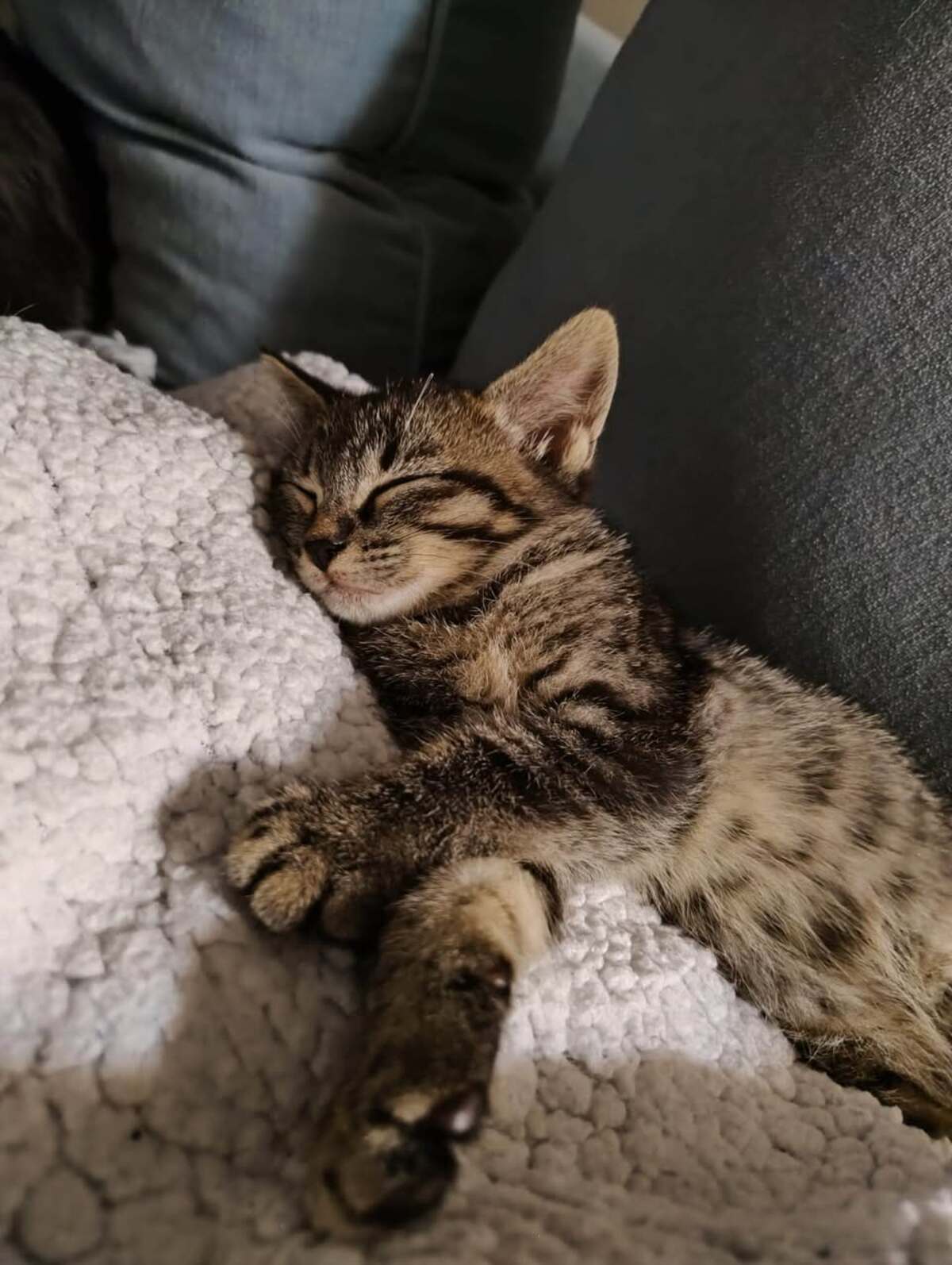 Adoption Berto