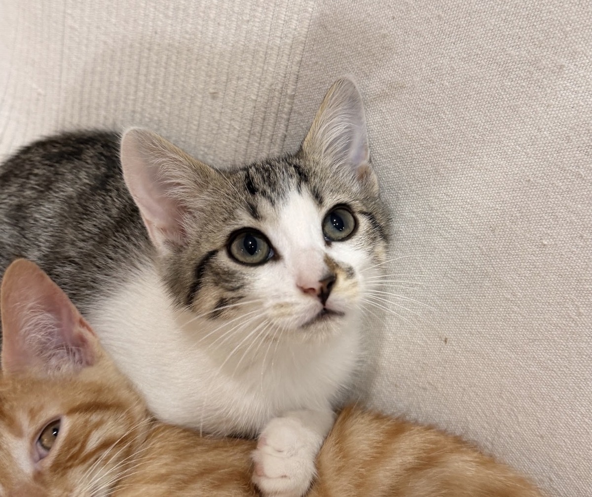 Adoption Duo Vega Hazz
