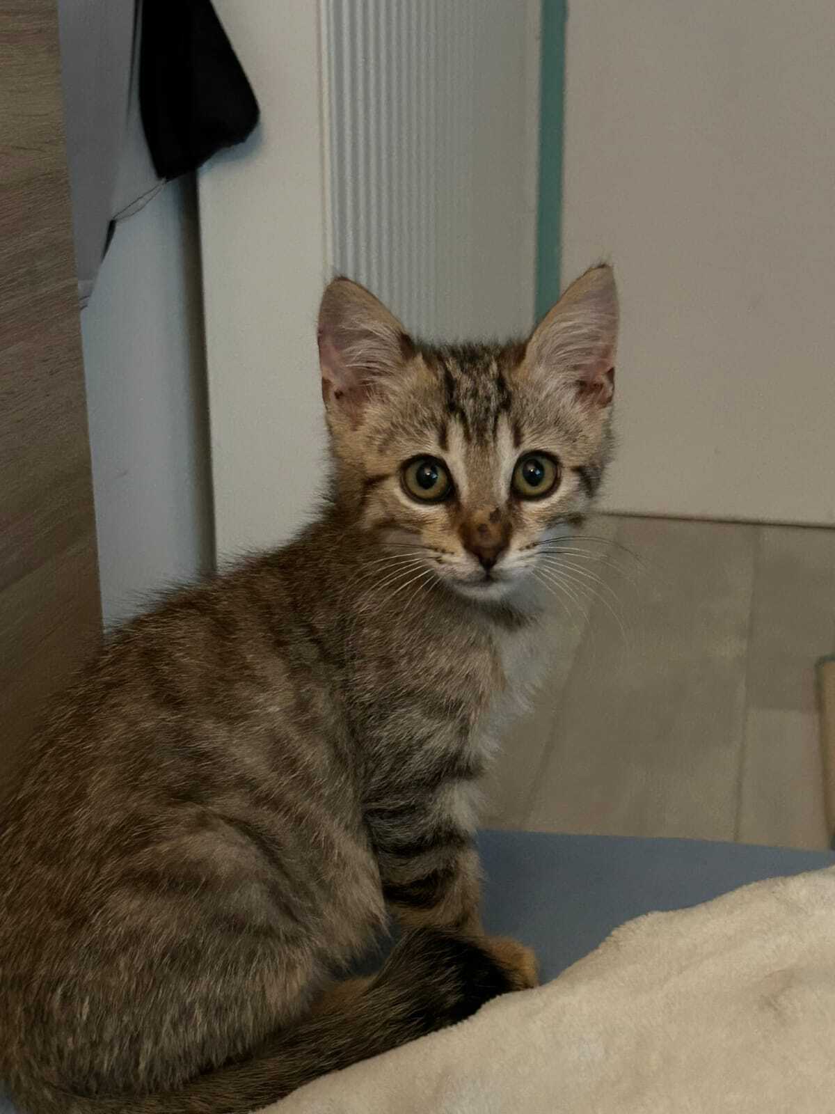 Adoption BASTIEN 