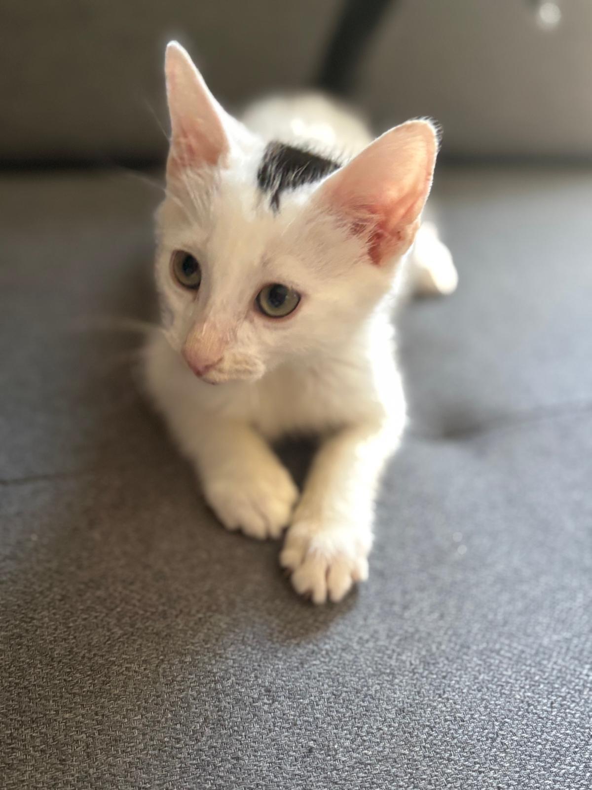 Adoption Tobby