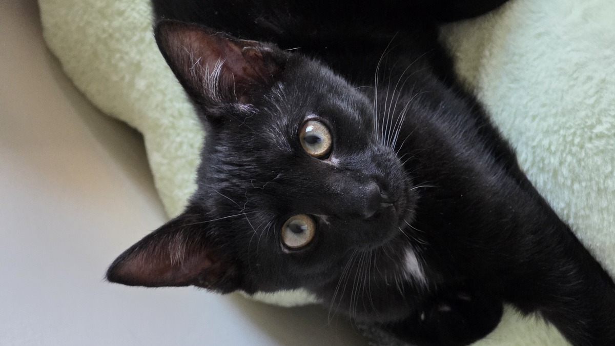 Adoption Balkis