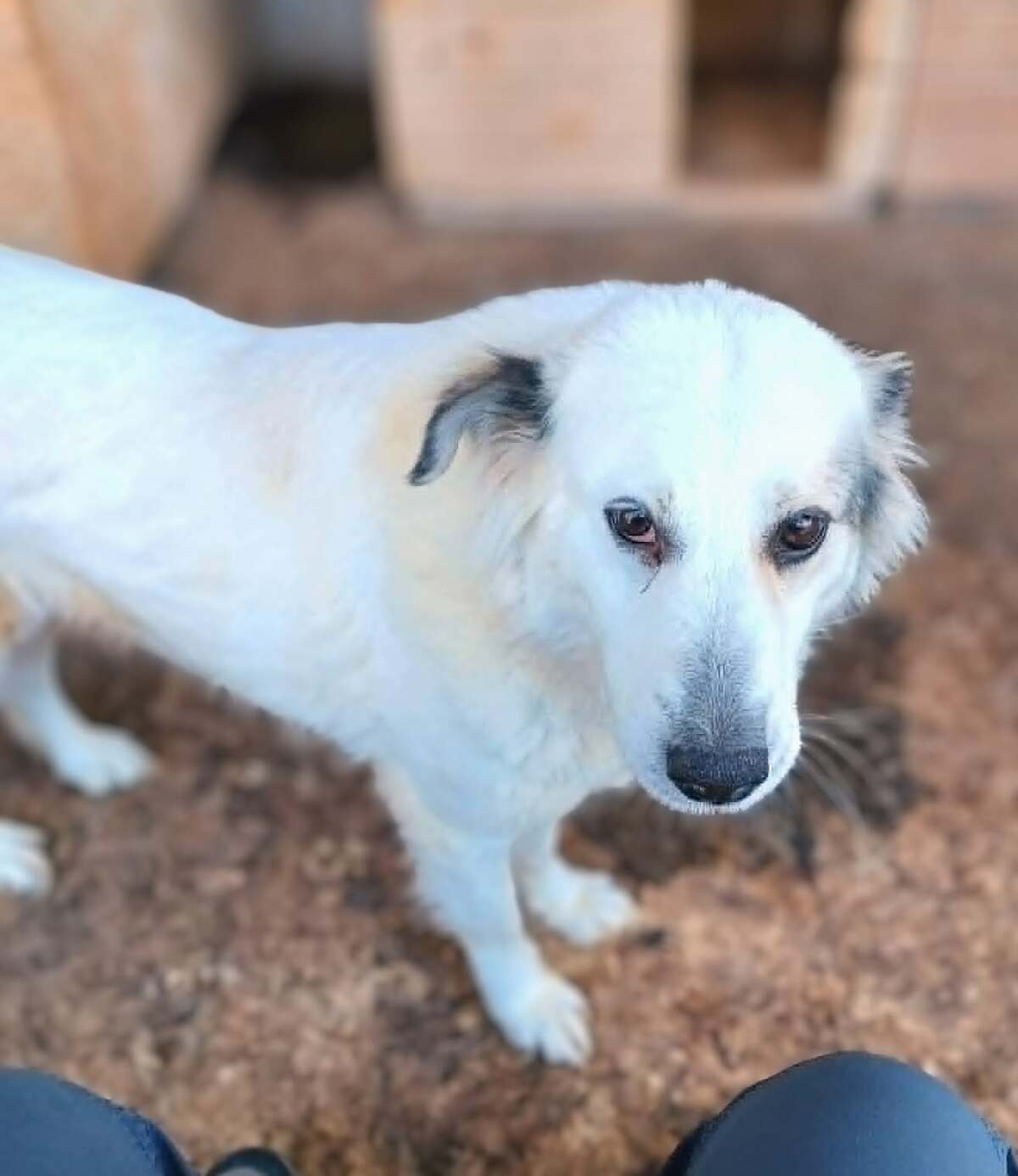 Adoption Nube
