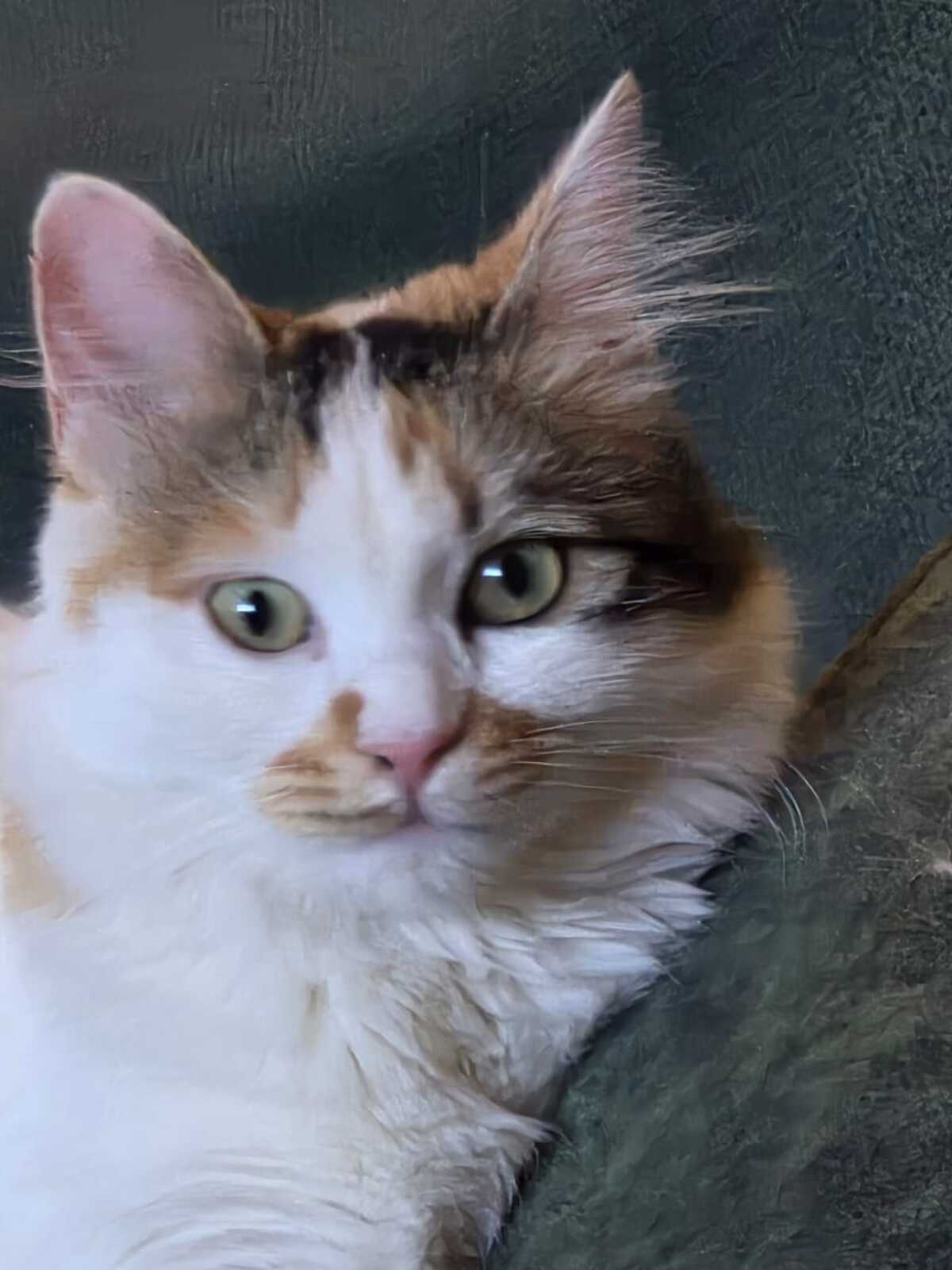 Adoption Elsa