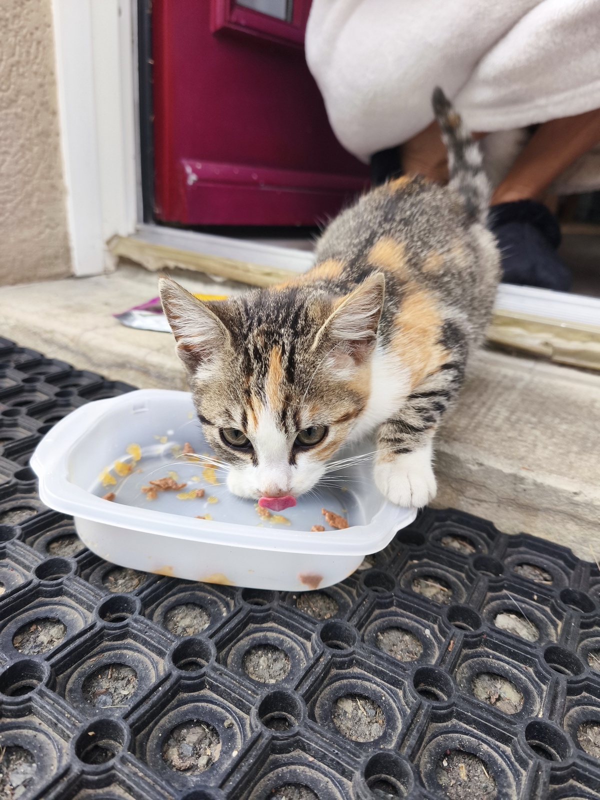 Adoption Belle