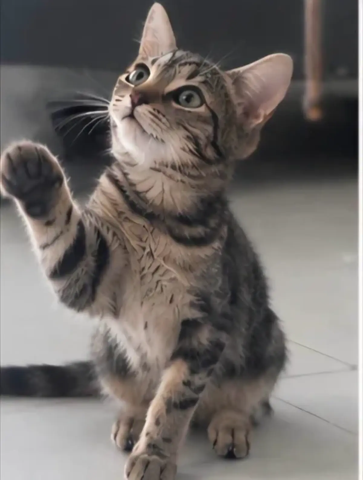 Adoption Romy