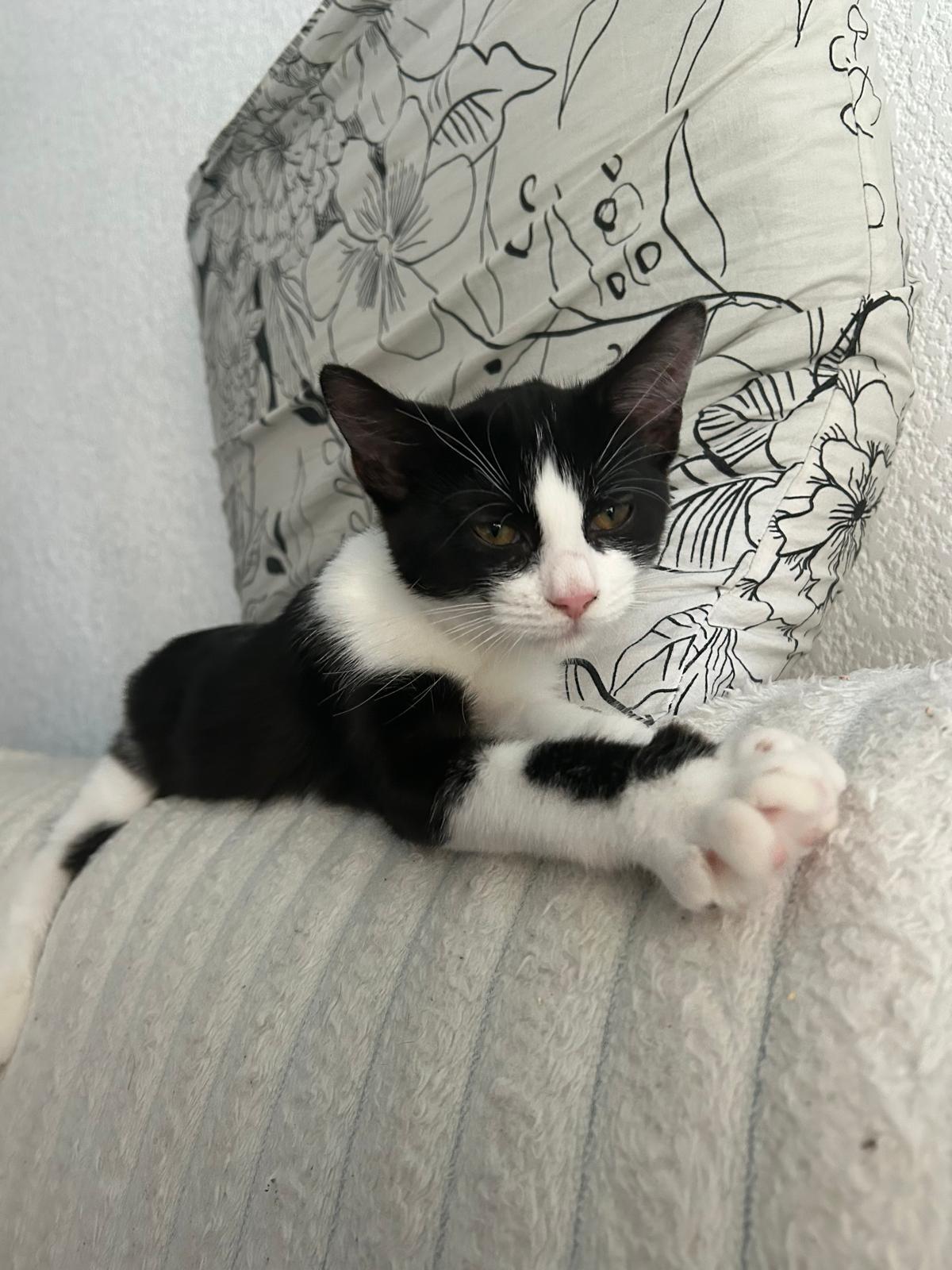 Adoption Fraise